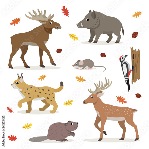 Set of forest wild animals isolated on white background, moose, deer, lynx, boar, beaver, colorful woodpecker, small mouse and fallen leaves, vector illustration
