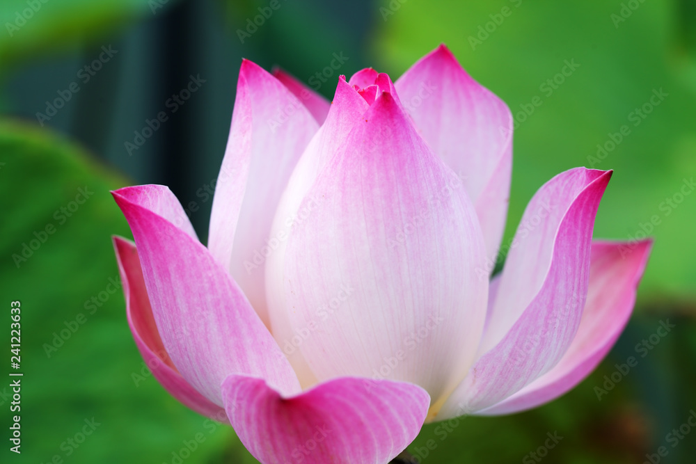 close up of pink lotus flower with green background.