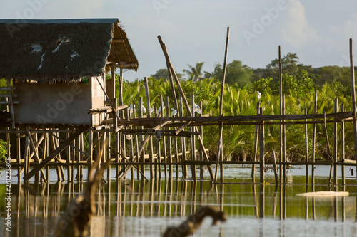 a simple fisherman's nipa hut on Bamboo piles with little egrets in a mangrove forest 