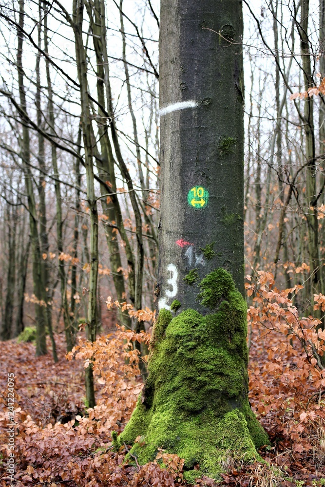 Naklejka premium An Image of am dog