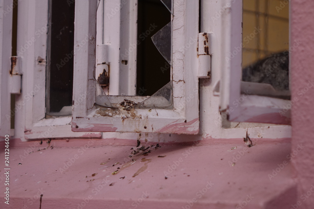 Broken glass in a windowframe used by a bird as a perch Broken glass in a windowframe used by a bird as a perch
