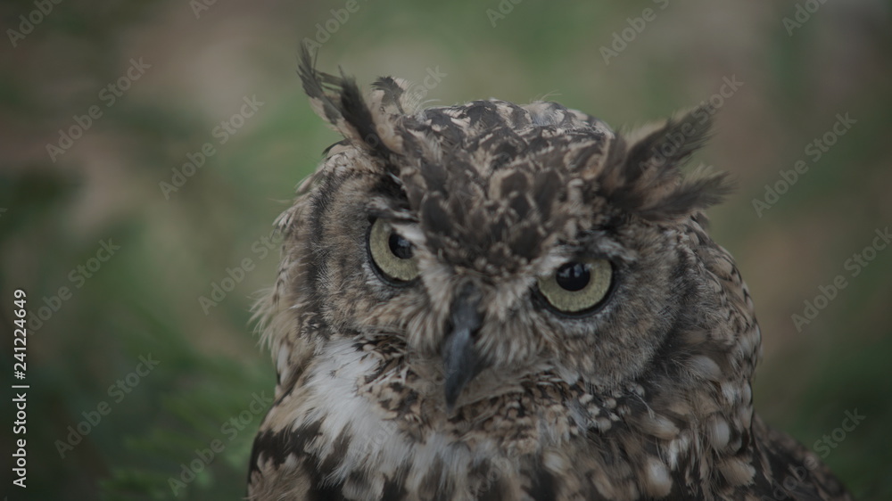 Obraz premium Close of a young owl looking into camera during the day