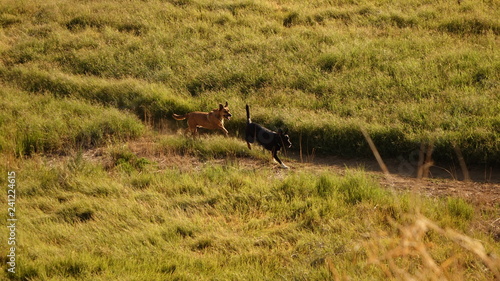 Two dogs  brown and black  running through a green field