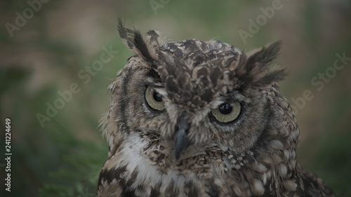 Close of a young owl looking into camera during the day