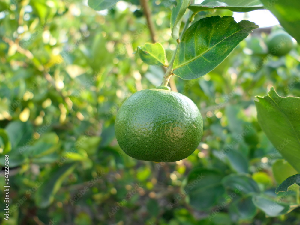 Green limes on a tree Green limes on a tree