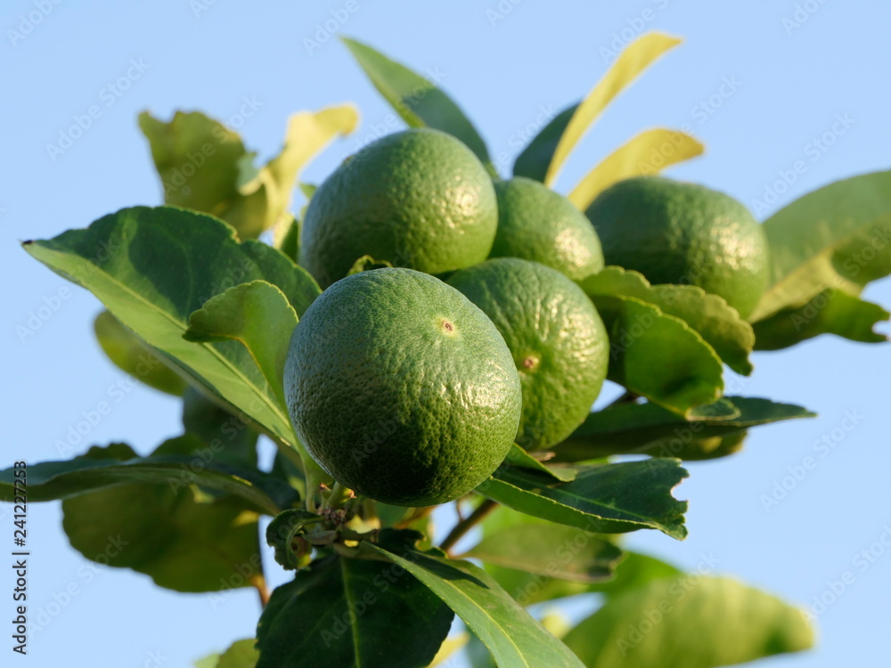 Green limes on a tree