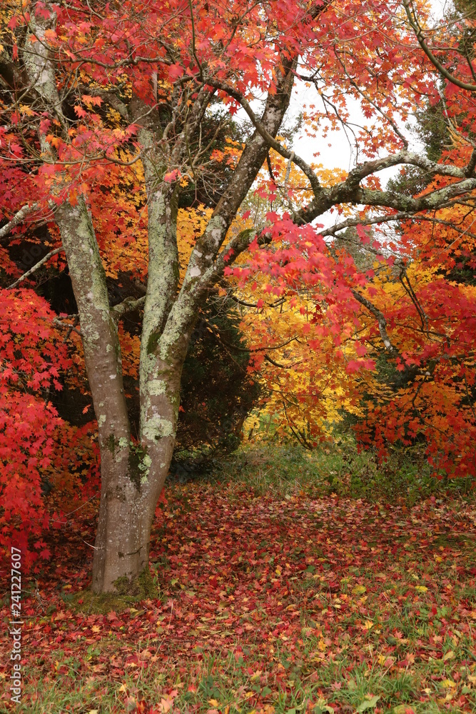 tree in autumn