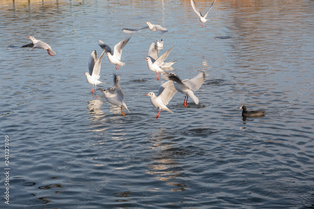 Gulls feeding 3