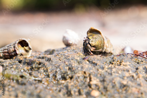 Close up of a Hermit crab in a horn shell walking across a rock at the sea shore.