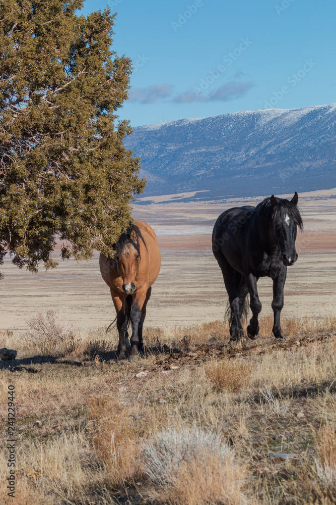 Wild Horses in the Utah Desert in Winter Wild Horses in the Utah Desert in Winter