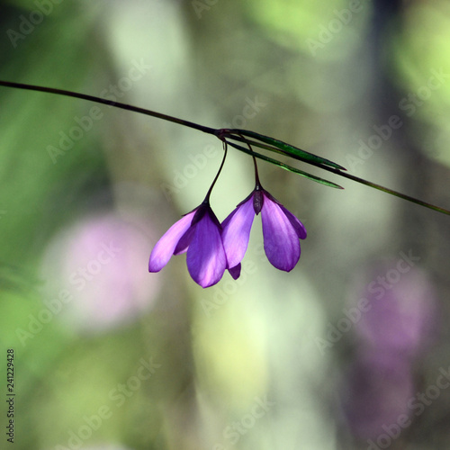 Canvastavla Purple flowers of the native Australian Black-eyed Susan, Tetratheca shiressii,