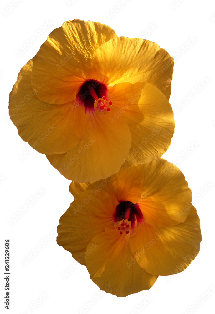Two yellow hibiscus flowers on white background Two yellow hibiscus flowers on white background