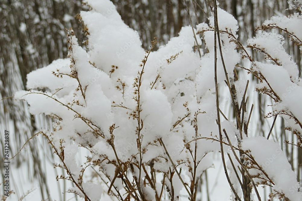 Plant coverage with snow in winter season Plant coverage with snow in winter season