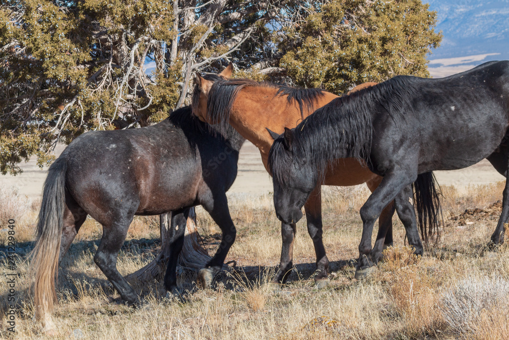Fototapeta premium Wild Horses in the Utah Desert in Winter
