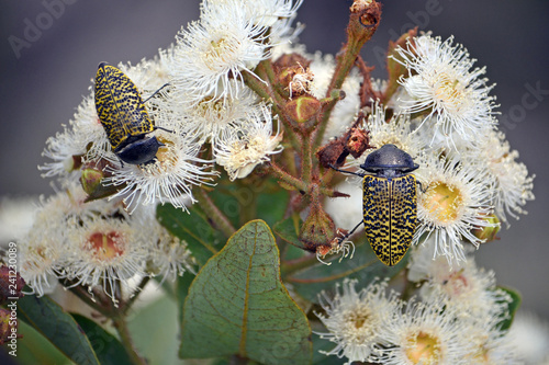 Australian native Freckled Jewel Beetles, Stigmodera macularia, feeding on nectar of Angophora hispida blossoms, Wallumarra Track, Royal National Park, NSW, Australia photo