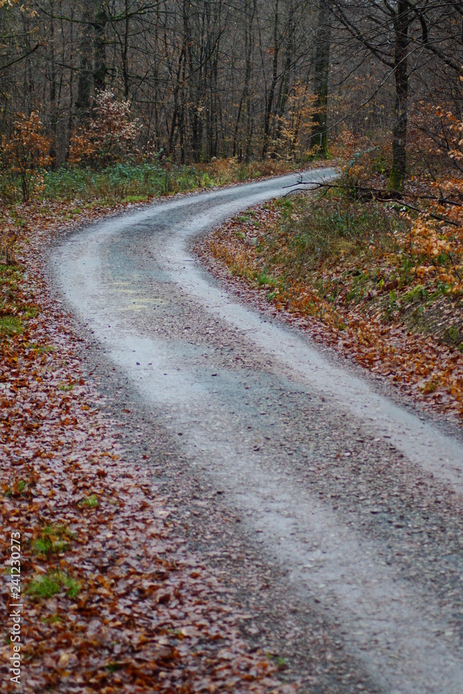 Fototapeta premium Ein märchenhafter Weg im herbstlichen Wald