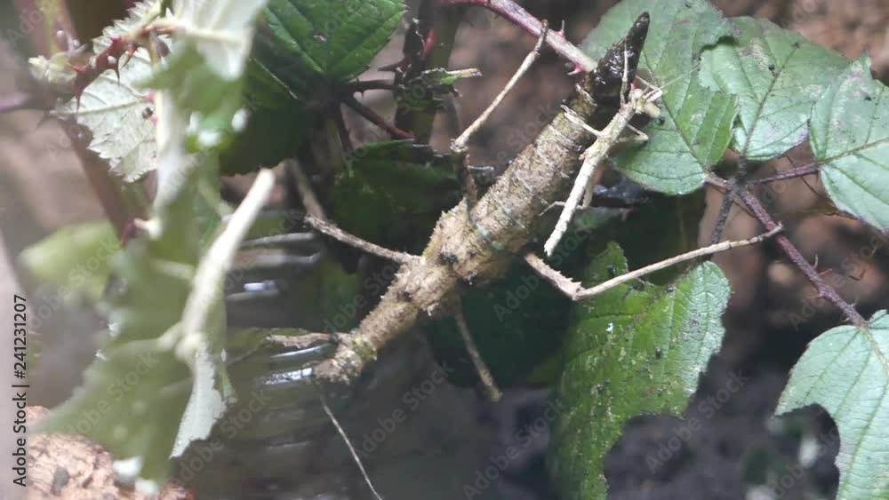 A small stick-bug is sitting on a large stick-bug, also called stick insects. A small stick-bug is sitting on a large stick-bug, also called stick insects.
