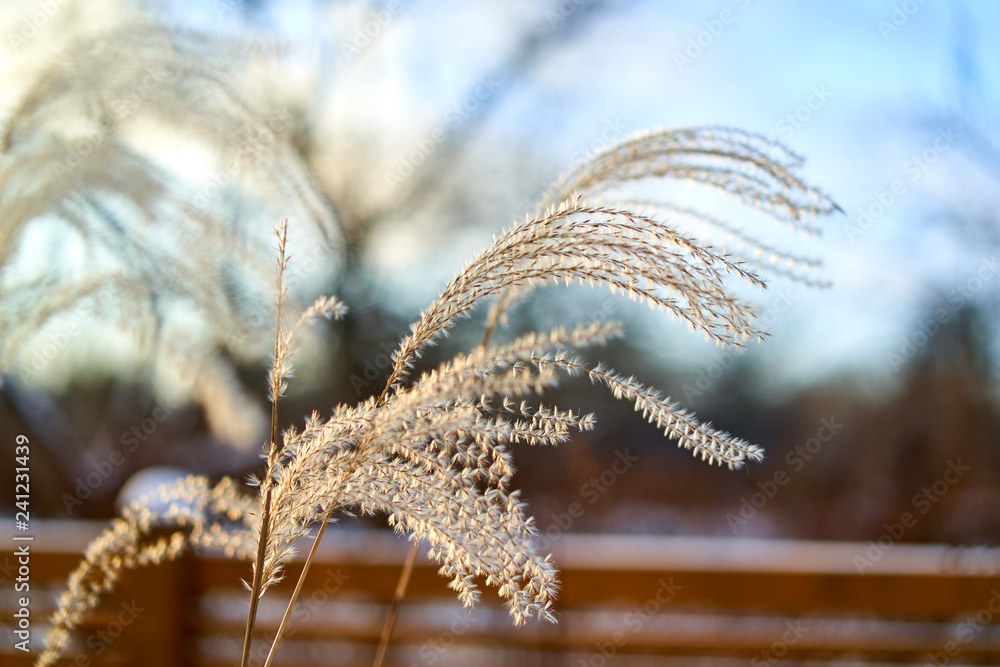 Naklejka premium grass branch with sun light