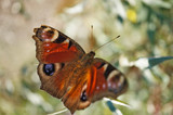 Schmetterlinge Deutschlands - Tagpfauenauge