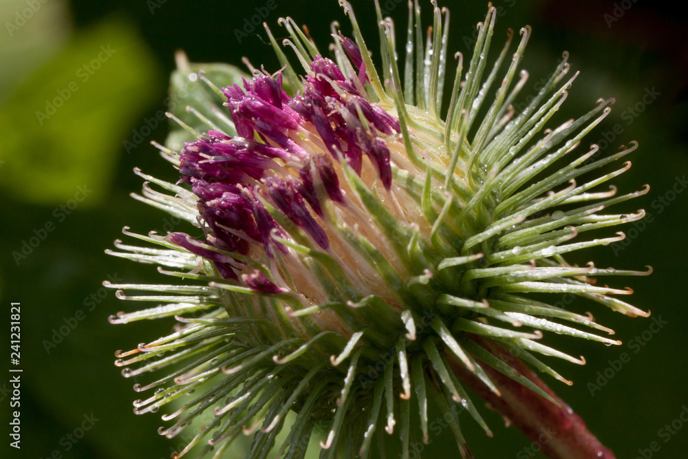 Beautiful thistle flower is growing on a green meadow. Carduus personata.