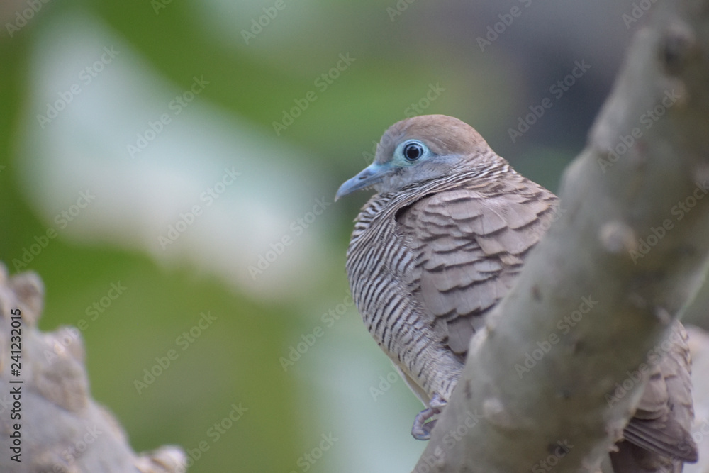 Obraz premium Dove waiting for her