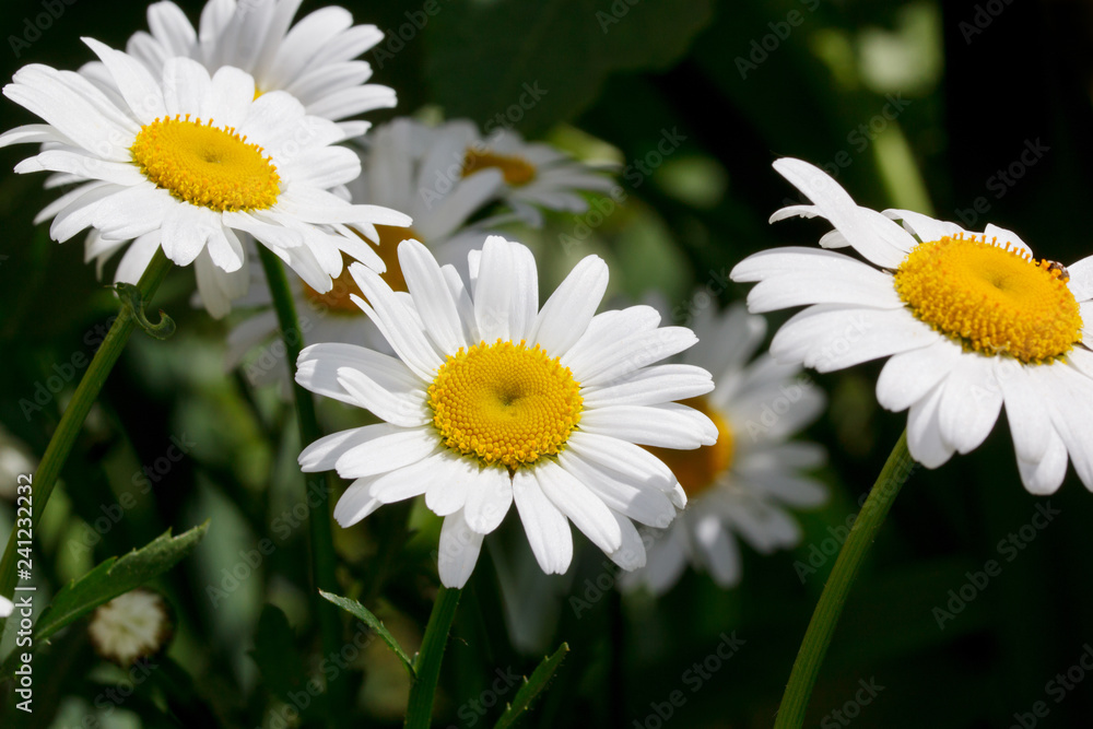 Fototapeta premium Group of beautiful chamomiles are growing in a spring garden.