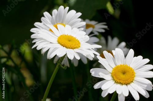 Beautiful chamomiles are growing in a spring garden.