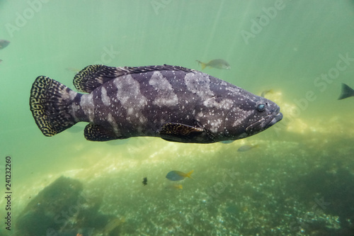 Bild auf Leinwand Giant grouper fish swimming underwater