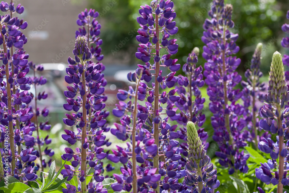 Group of violet lupins are growing in the spring garden. Lupinus perennis. Group of violet lupins are growing in the spring garden. Lupinus perennis.