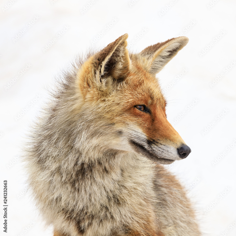 Fototapeta premium Volpe