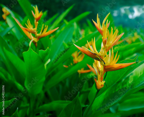 Heliconia flower in bloom. This tropical herbaceous plant is part of the zingiberales family which also includes the bird-of-paradise, bananas, ginger and cannas photo