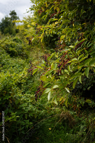 elderberries on the path
