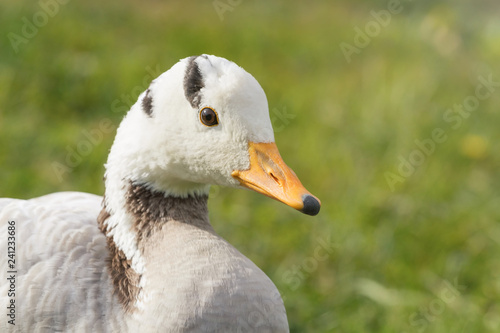 Bar headed goose Close up portrait (Anser indicus) photo