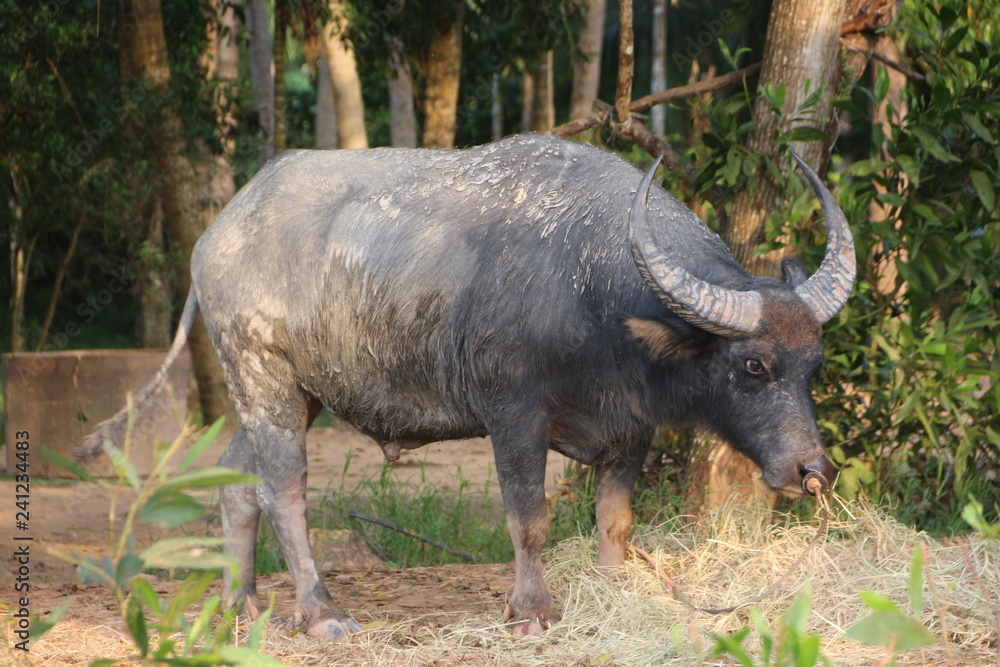 Fototapeta premium Thai buffalo eating food