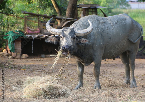 Thai buffalo eating food