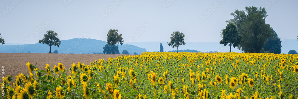 Sonnenblumen im Sommer in betser Blüte Sonnenblumen im Sommer in betser Blüte
