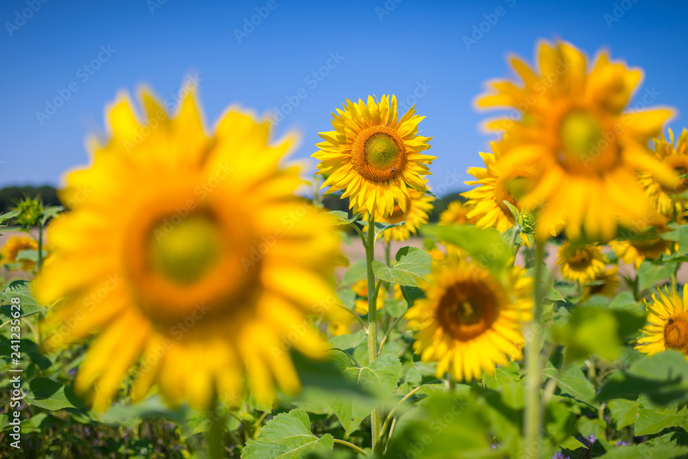 Sonnenblumen in voller Blüte