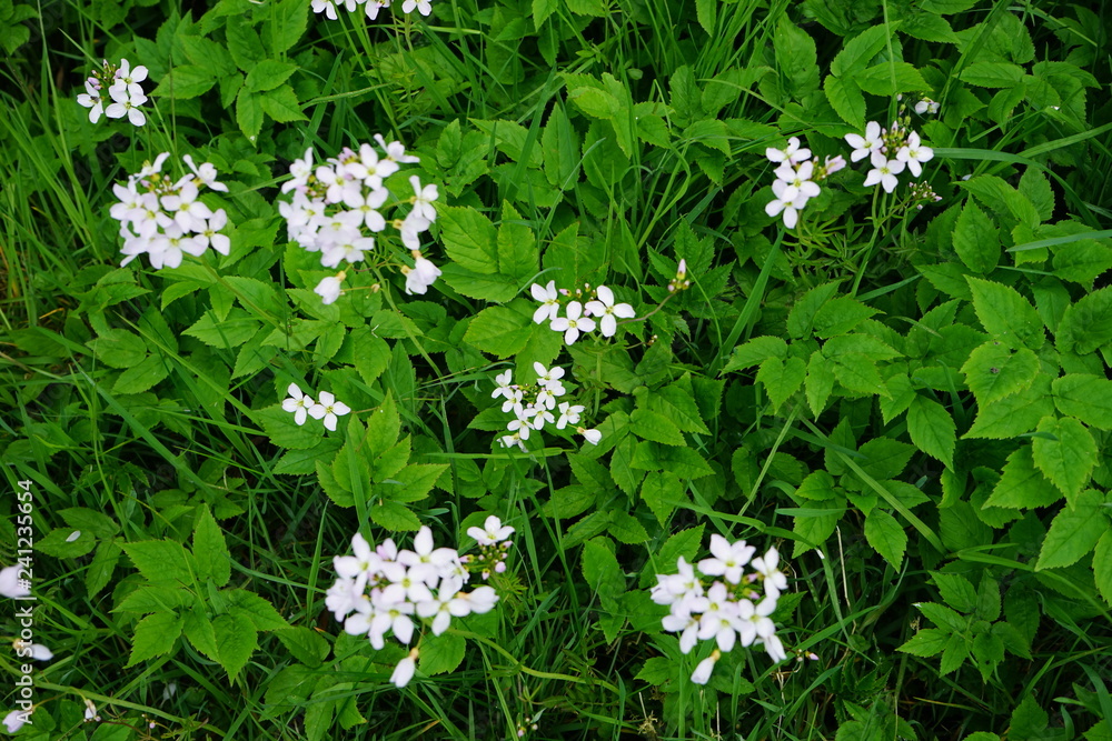 Flowers 4 Flowers 4