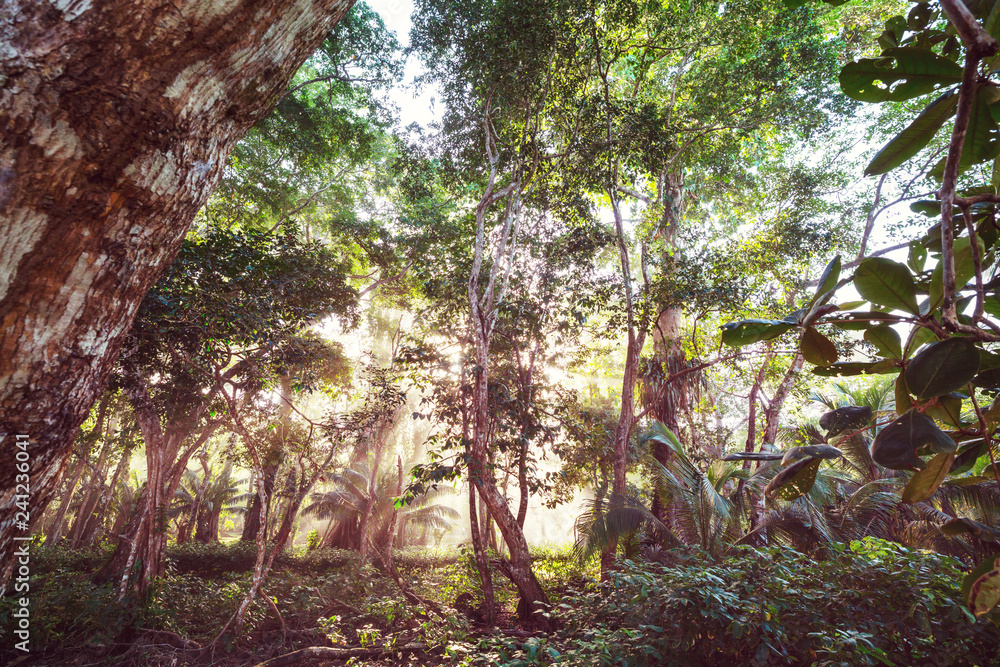 Fototapeta premium Dżungla