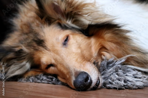 Sleeping collie dog © sidliks