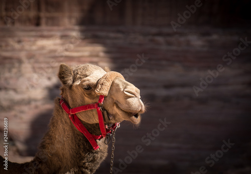 Lonely peaceful Camel