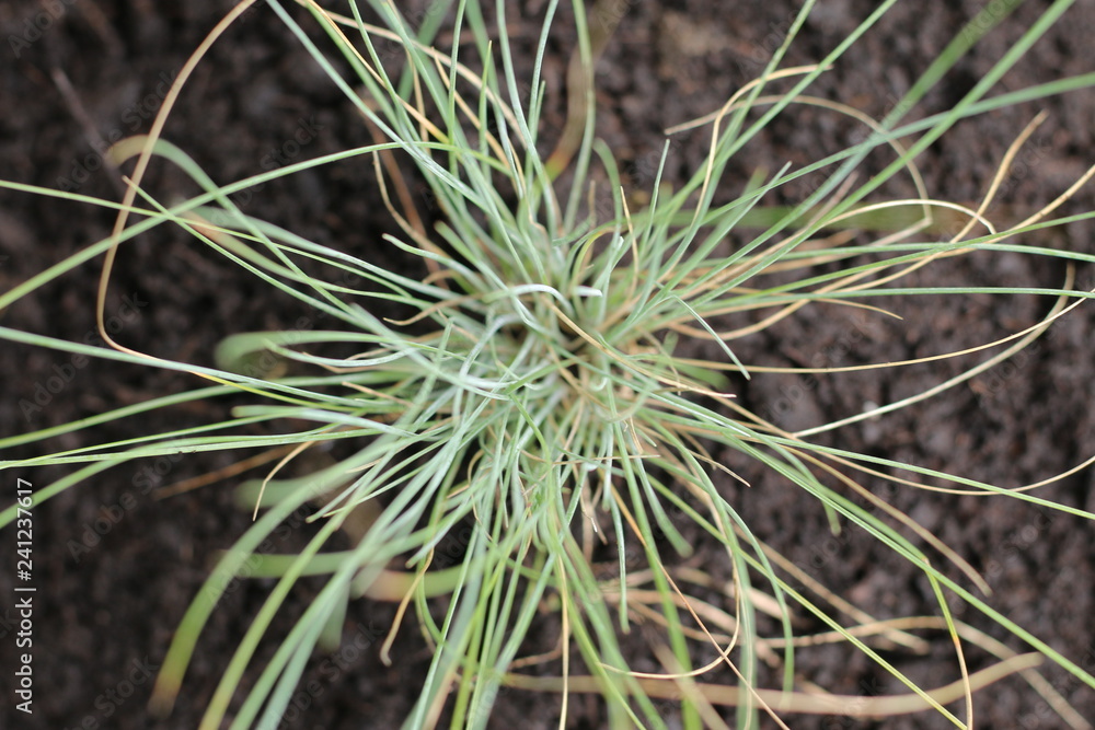Festuca Kostrzewa sina Festuca Kostrzewa sina