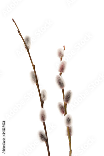 Willow catkins isolated on white background.