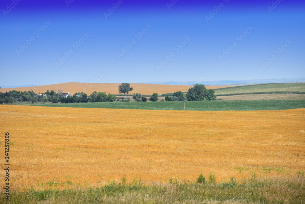 Farmland with yellow grasses