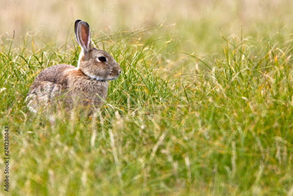 European Rabbit, (Oryctolagus cuniculus), in the grass, Marazion, Cornwall, England, UK. European Rabbit, (Oryctolagus cuniculus), in the grass, Marazion, Cornwall, England, UK.