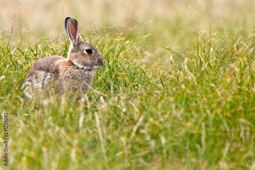 European Rabbit, (Oryctolagus cuniculus), in the grass, Marazion, Cornwall, England, UK. © tonymills