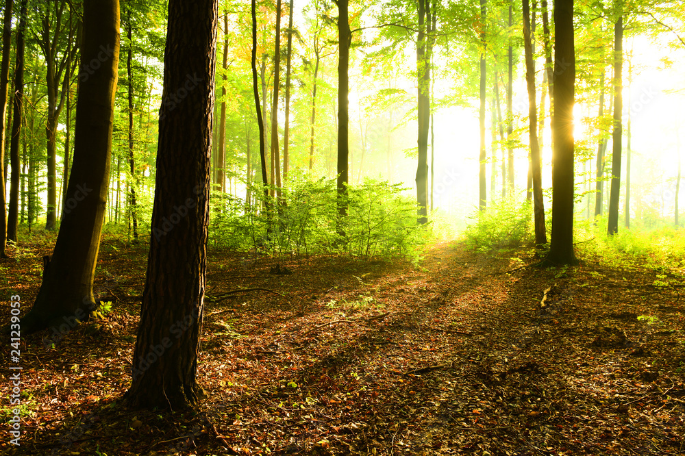 Sunny morning in the forest