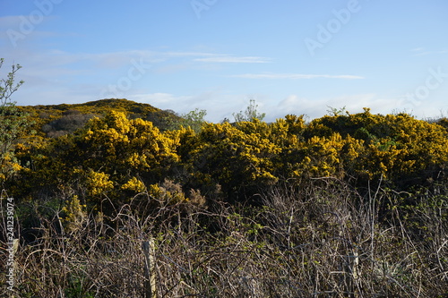Gorse 1