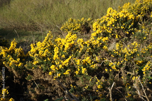 Gorse 4
