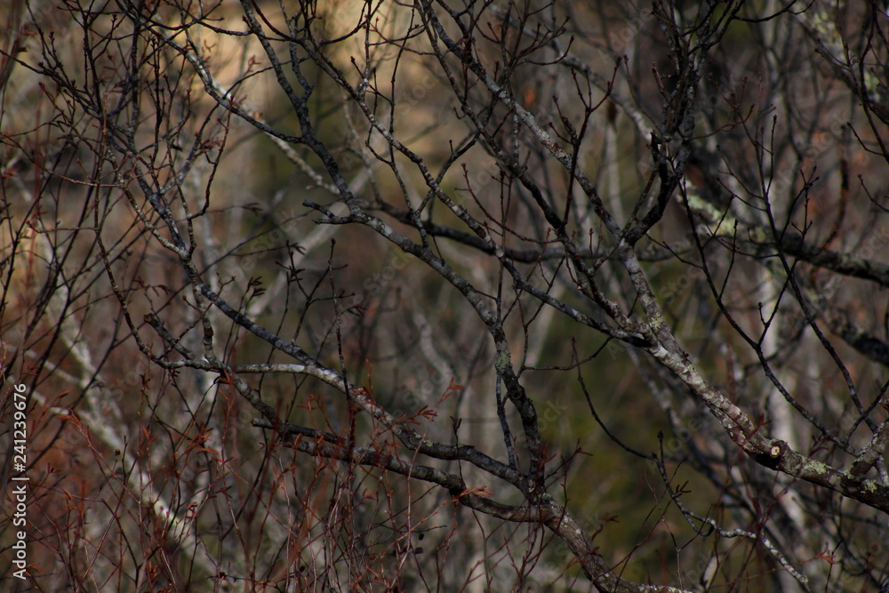 branches of a tree branches of a tree
